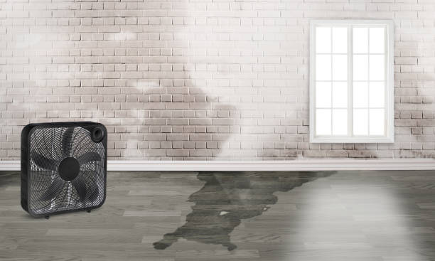 Best Water damage contractors near me  in Vernonia, OR